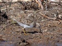 2016-05-22 14h20m17 - Temmincks Strandloper - Aat Bender